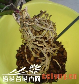 花木换盆的技巧及注意事项
