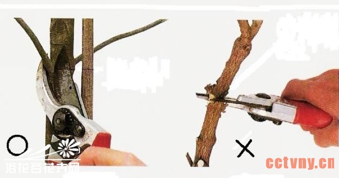 铁线莲的修剪（详细图文）