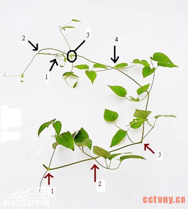 铁线莲的修剪（详细图文）