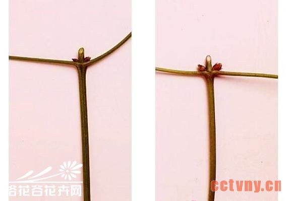 铁线莲的修剪（详细图文）