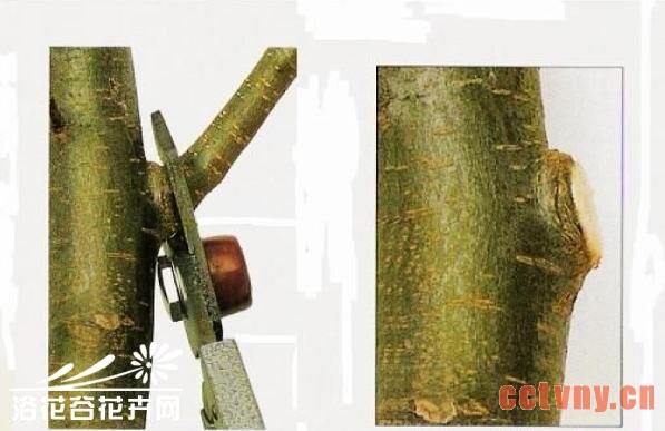 铁线莲的修剪（详细图文）