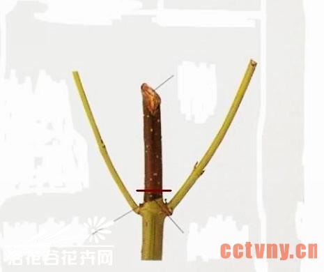 铁线莲的修剪（详细图文）