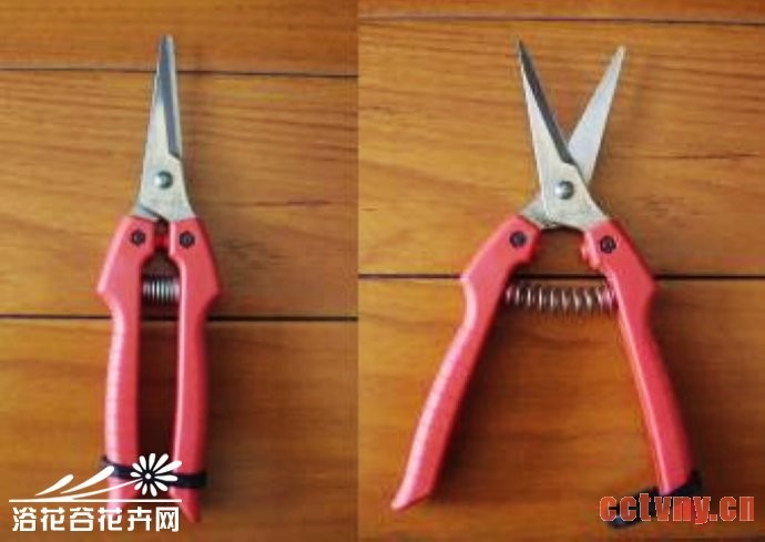 铁线莲的修剪（详细图文）