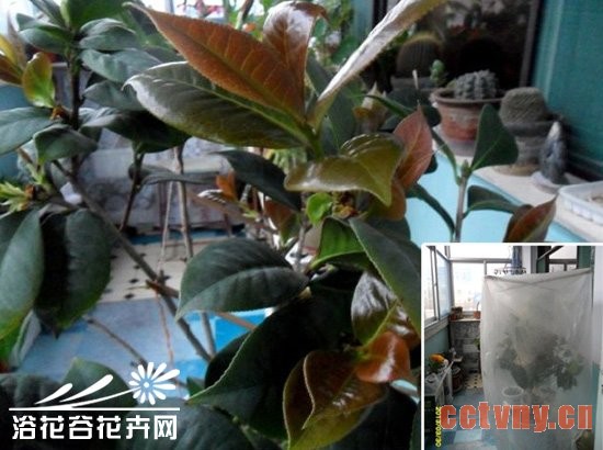 北方阳台茶花的春季管理