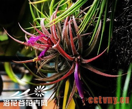 新手们如何选购与养护空气凤梨 