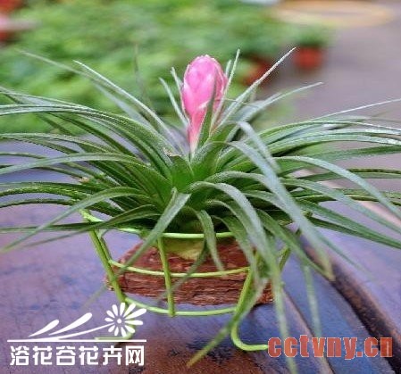 夏天我们该怎么照顾空凤呢？