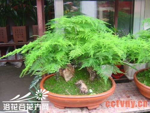 怎样使文竹矮化美观