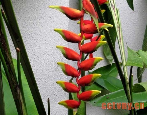 垂花火鸟蕉怎样培养