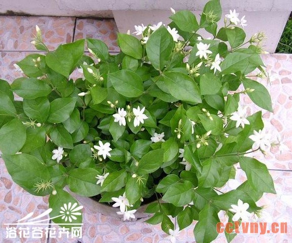 茉莉花开花及修剪