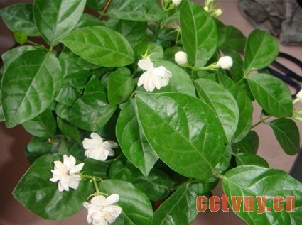 茉莉的养殖完整篇