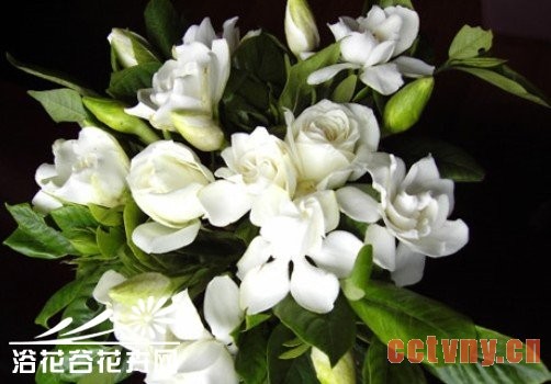怎样才能使栀子花叶绿花香