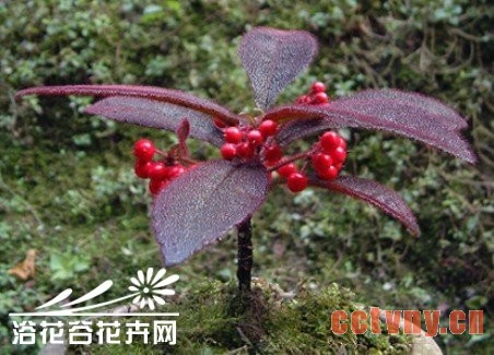 怎样才能使虎舌红果多、果艳