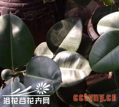 橡皮树的养殖方法 橡皮树有毒吗 橡皮树图片