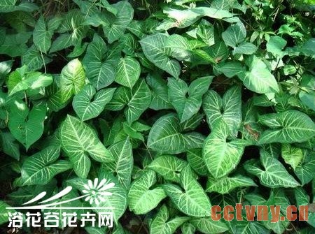合果芋怎样保持株形优美