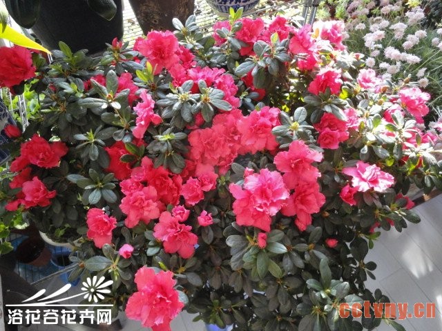 杜鹃花冬天养殖