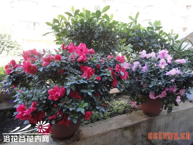 杜鹃怎么养