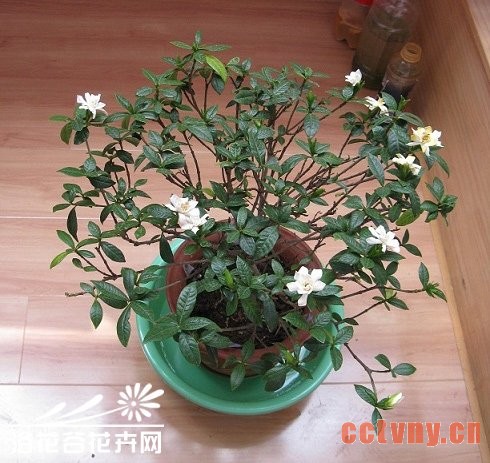 北方家庭养殖栀子花
