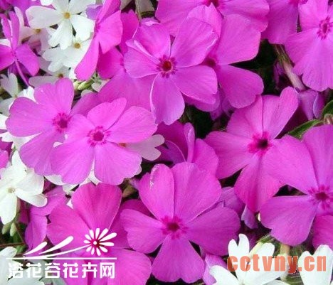 长春花栽培应掌握哪些要领