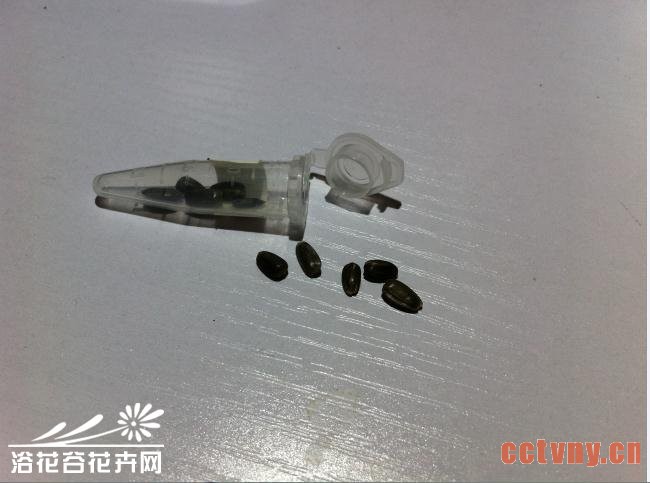 矮向日葵种植方法（从播种到开花）