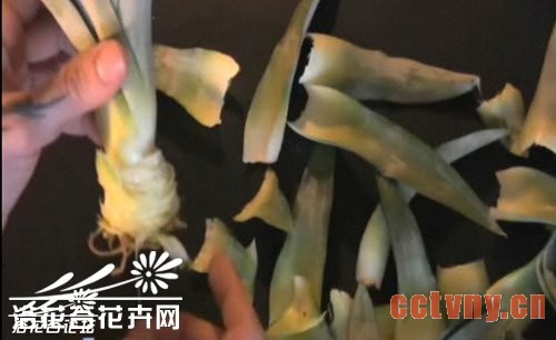 家养菠萝
