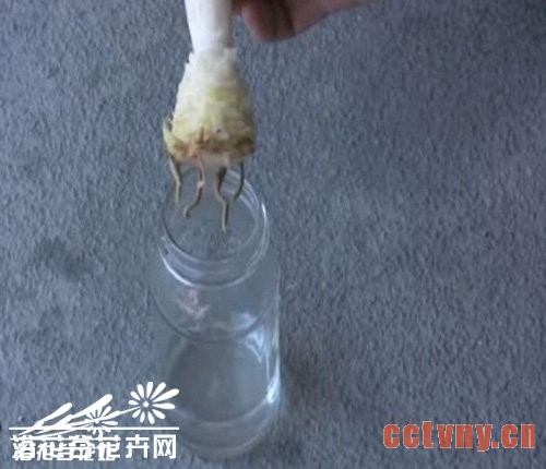 家养菠萝