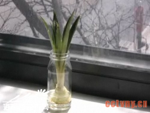 家养菠萝