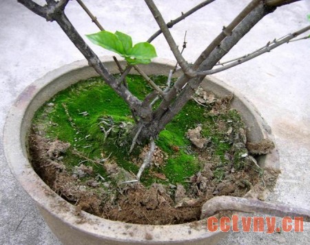盆栽花卉翻盆换土与盆土复壮图解