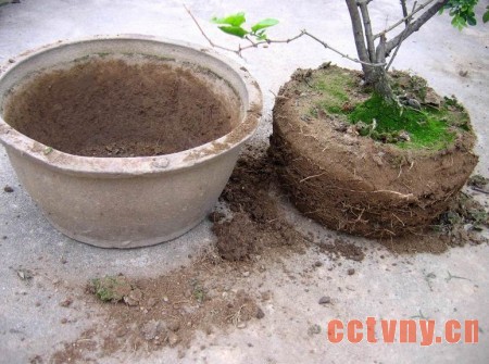 盆栽花卉翻盆换土与盆土复壮图解