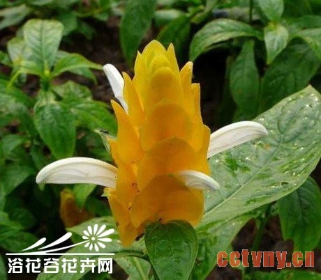 金苞花栽培中应注意哪些环节