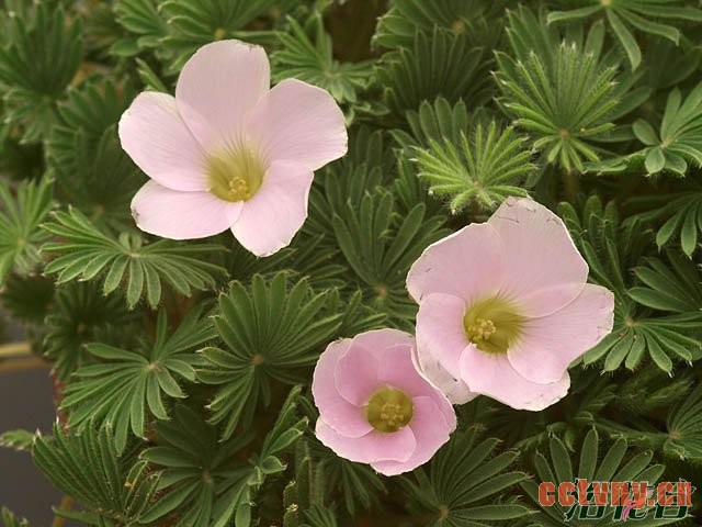 棕榈酢开花
