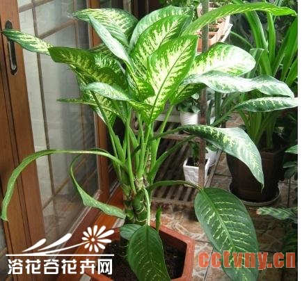 花叶万年青冬季管理