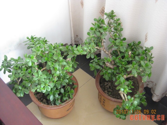 玉树的修剪方法