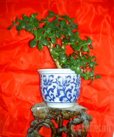 玉树花的修剪方法