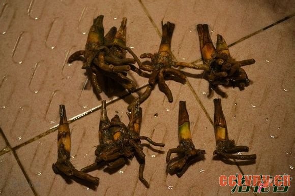 兰花老芦头一般是说有根无叶、有叶无根或无根无叶的兰花老球茎，这些球茎大多在翻盆时剥下，原来是应扔掉的东西，但较名贵兰花的兰花老芦头不妨利用一下，使老芦头上尚存的休眠芽再度萌发