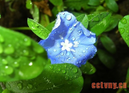 关于养花的种植技巧问题之浇水(上)