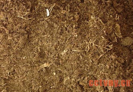 草碳(泥炭)在园艺中的应用