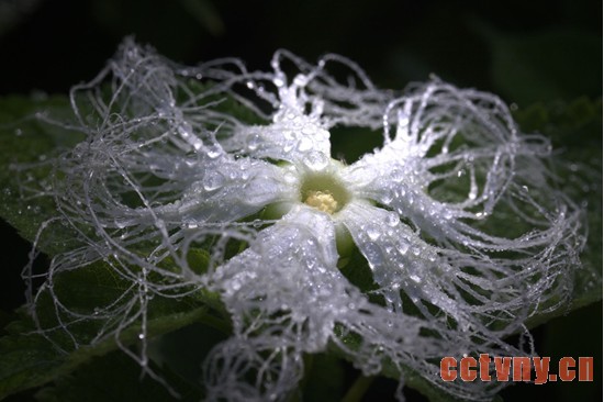 关于养花的种植技巧问题之光照