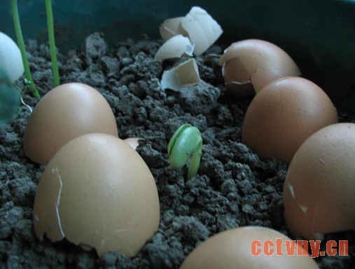 关于养花的种植技巧问题之施肥