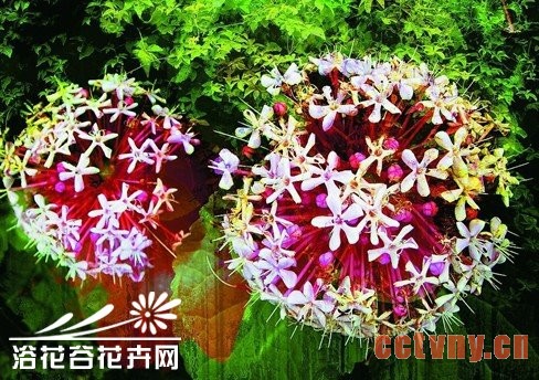 超全的花卉术语新手指南