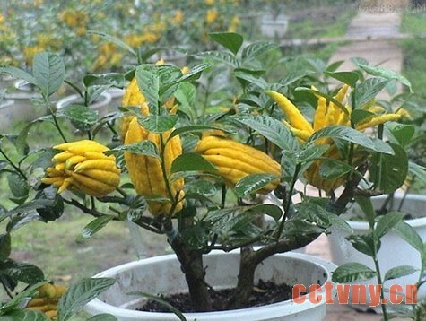 养好佛手盆栽的5项关键措施