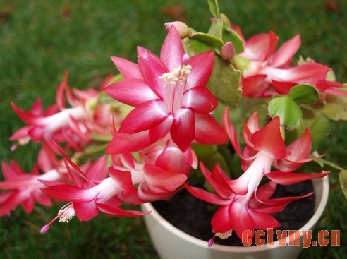 怎样防止蟹爪兰茎片变黄、落蕾、落花