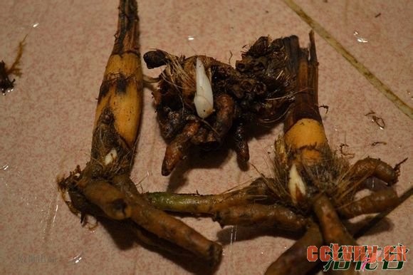兰花老芦头的捂法（图文）