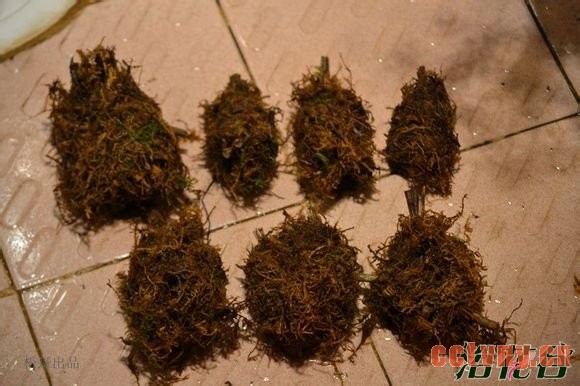 兰花老芦头的捂法（图文）