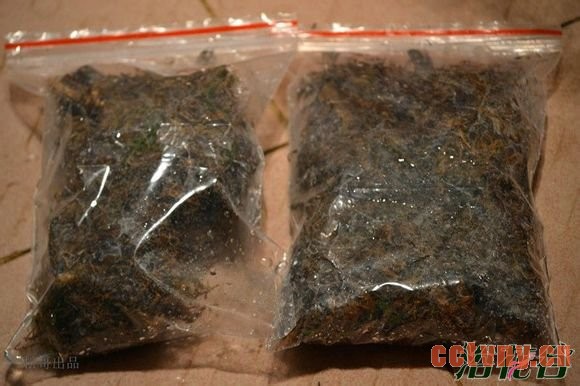 兰花老芦头的捂法（图文）