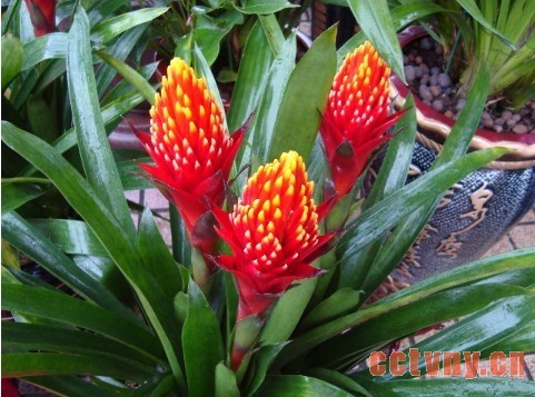 火炬栽培管理技术