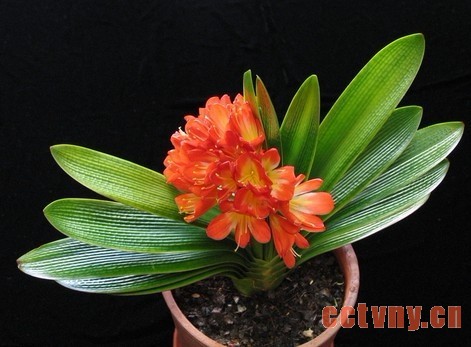 君子兰冬季要细养