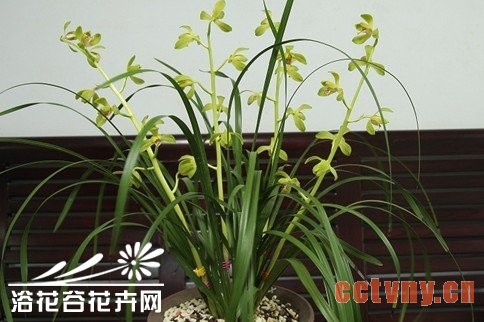 兰花的评选条件和一般术语