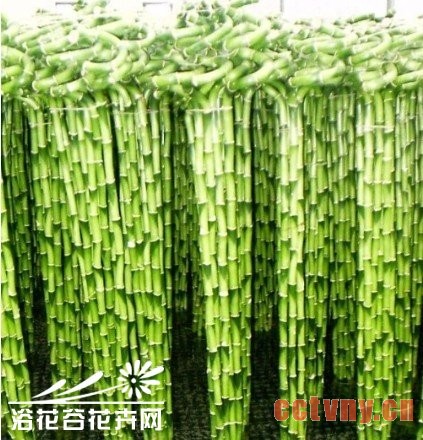 家养开运竹方法