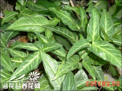 箭头合果芋