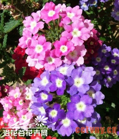 美女樱的栽培与管理